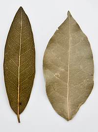 bay leaf in spanish