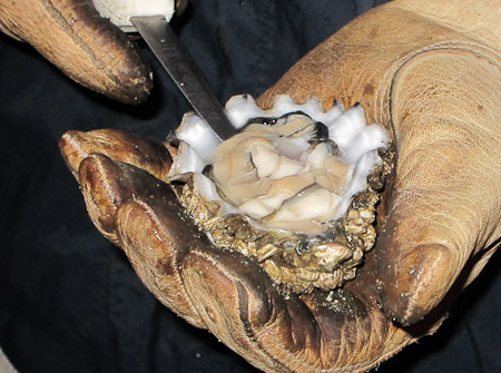 Shucked Virginica oyster