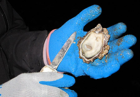 First shucked oyster