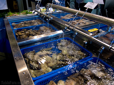 oysters at Taylor Shellfish Farm-1.jpg