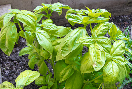 wpid-basil-plants-1.jpg