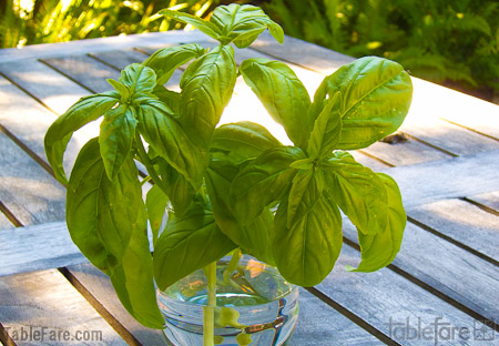 wpid-basil-plants-2.jpg