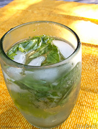 Basil in Seltzer Water