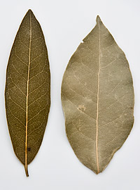 bay-leaf
